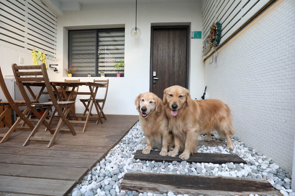 台南包棟民宿|木本樹台南民宿。寵物友善民宿、一天只接一組客人、雙人房就可以獨享包棟! - 第4張圖 台南包棟民宿|木本樹台南民宿。寵物友善民宿、一天只接一組客人、雙人房就可以獨享包棟!