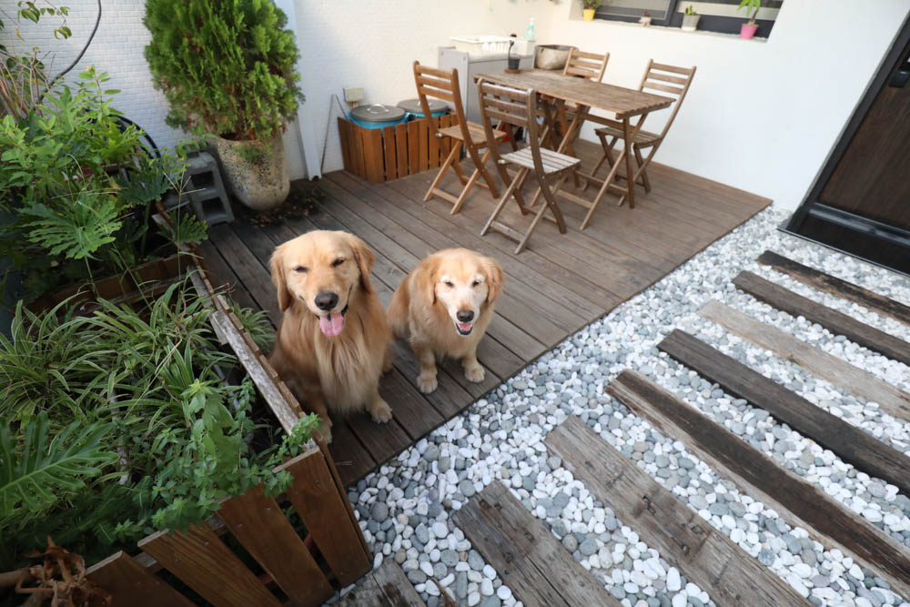 台南包棟民宿|木本樹台南民宿。寵物友善民宿、一天只接一組客人、雙人房就可以獨享包棟! - 第5張圖 台南包棟民宿|木本樹台南民宿。寵物友善民宿、一天只接一組客人、雙人房就可以獨享包棟!