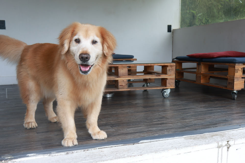 台北文山木柵｜生活在他方夜貓店。寵物友善餐廳、隱藏在貓空山上的秘境咖啡廳、營業至凌晨兩點！