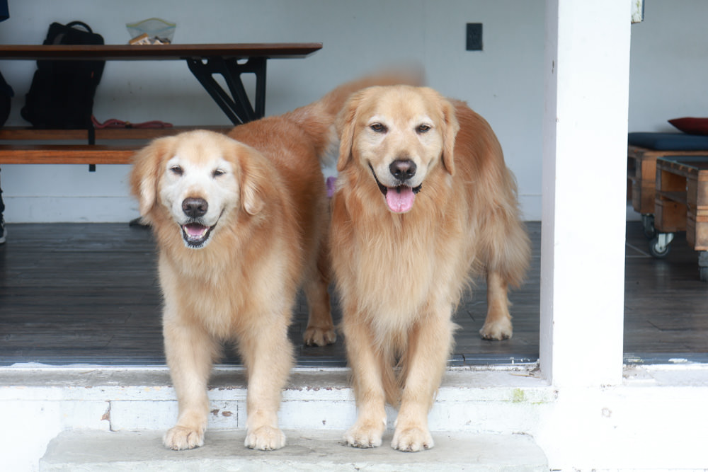 台北文山木柵｜生活在他方夜貓店。寵物友善餐廳、隱藏在貓空山上的秘境咖啡廳、營業至凌晨兩點！