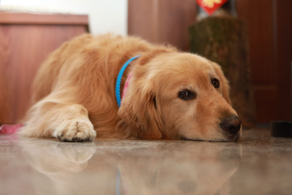 宜蘭美食｜木蘭春生。祖傳四代的傳統小吃美食、甜點飲料、瓜仔肉飯、復古文青風寵物友善餐廳