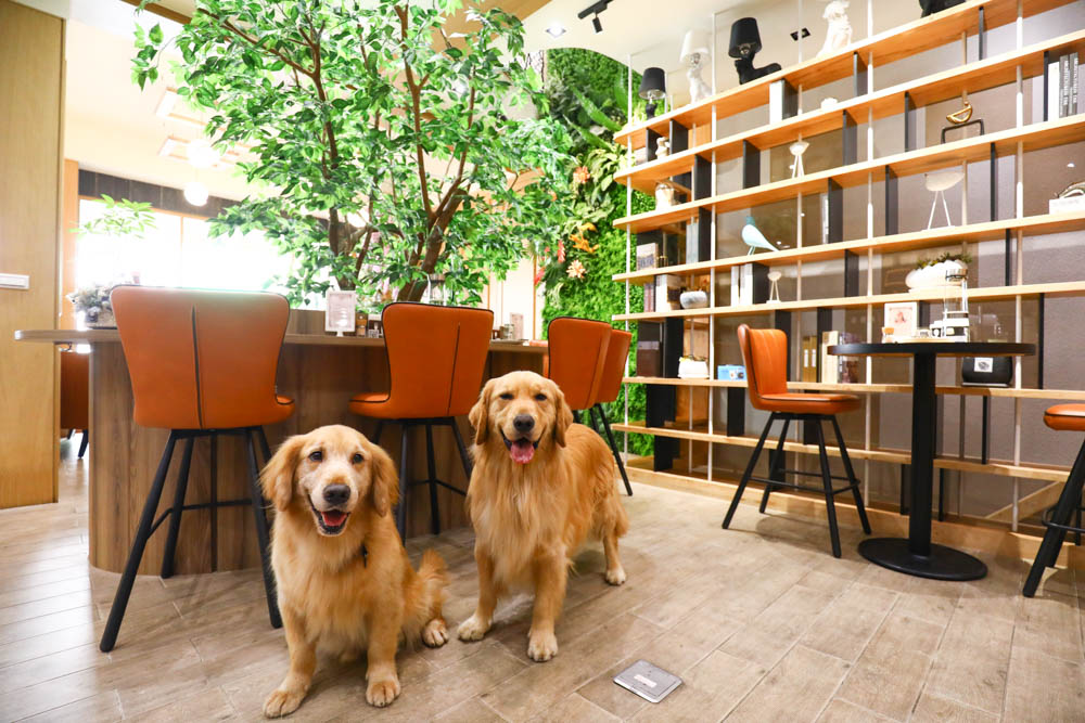 高雄美食｜Mao Mao Lee 李毛毛寵物餐廳。專為毛小孩設計的大份量寵物餐、有包廂、近高雄展覽館