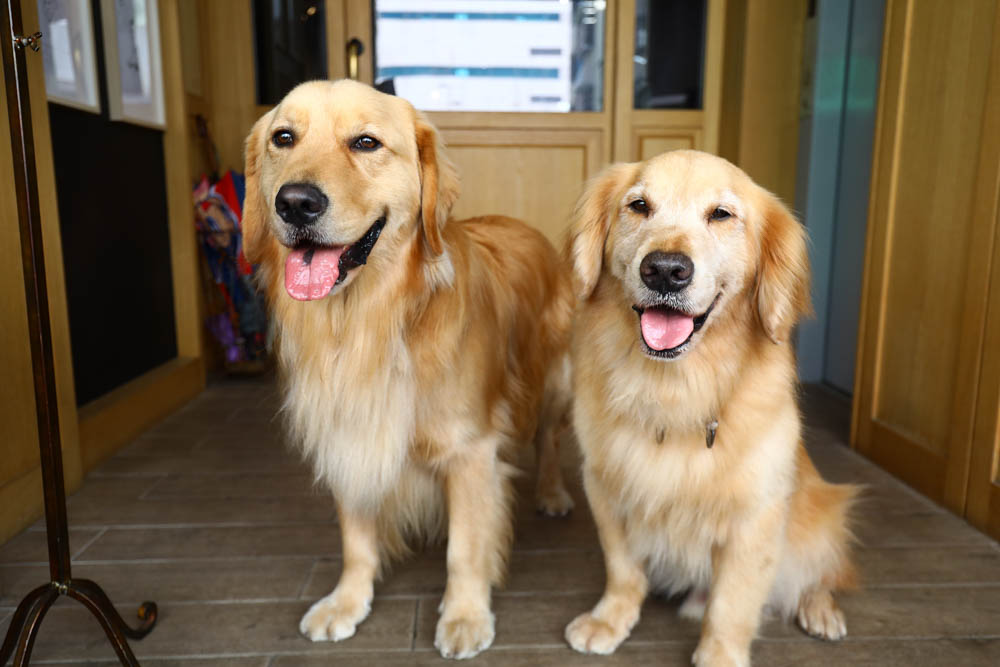 高雄美食｜Mao Mao Lee 李毛毛寵物餐廳。專為毛小孩設計的大份量寵物餐、有包廂、近高雄展覽館
