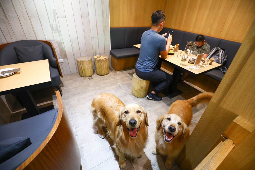 高雄美食｜Mao Mao Lee 李毛毛寵物餐廳。專為毛小孩設計的大份量寵物餐、有包廂、近高雄展覽館