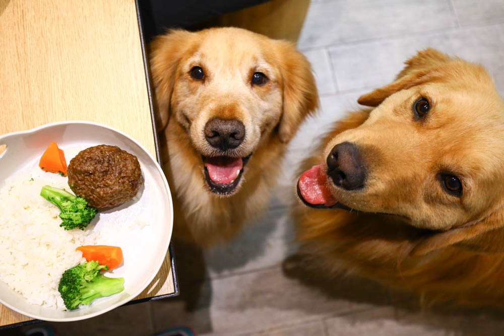 高雄美食｜Mao Mao Lee 李毛毛寵物餐廳。專為毛小孩設計的大份量寵物餐、有包廂、近高雄展覽館