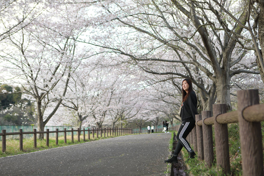 日本關東千葉景點｜成田櫻山公園。成田機場旁欣賞絕美綻放櫻花，搭配飛機起降！千葉賞櫻景點