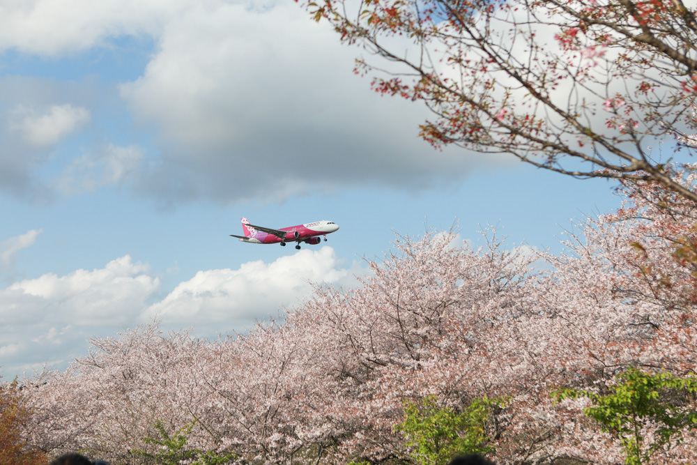 日本關東千葉景點｜成田櫻山公園。成田機場旁欣賞絕美綻放櫻花，搭配飛機起降！千葉賞櫻景點