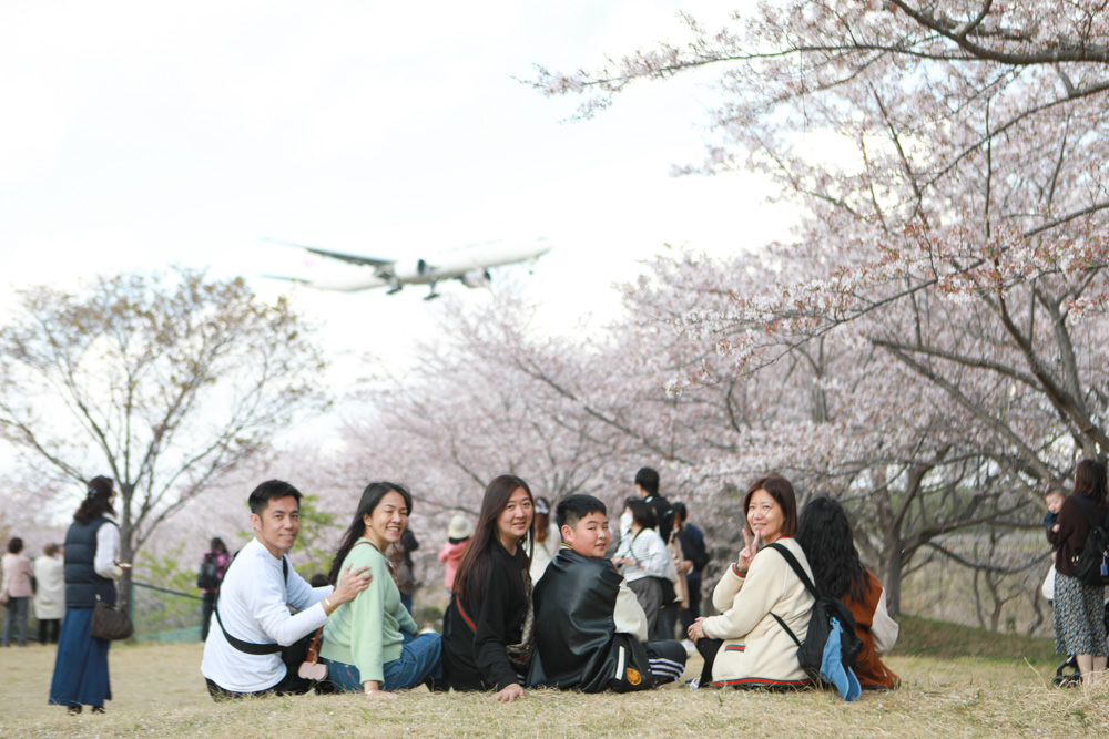 日本關東千葉景點｜成田櫻山公園。成田機場旁欣賞絕美綻放櫻花，搭配飛機起降！千葉賞櫻景點