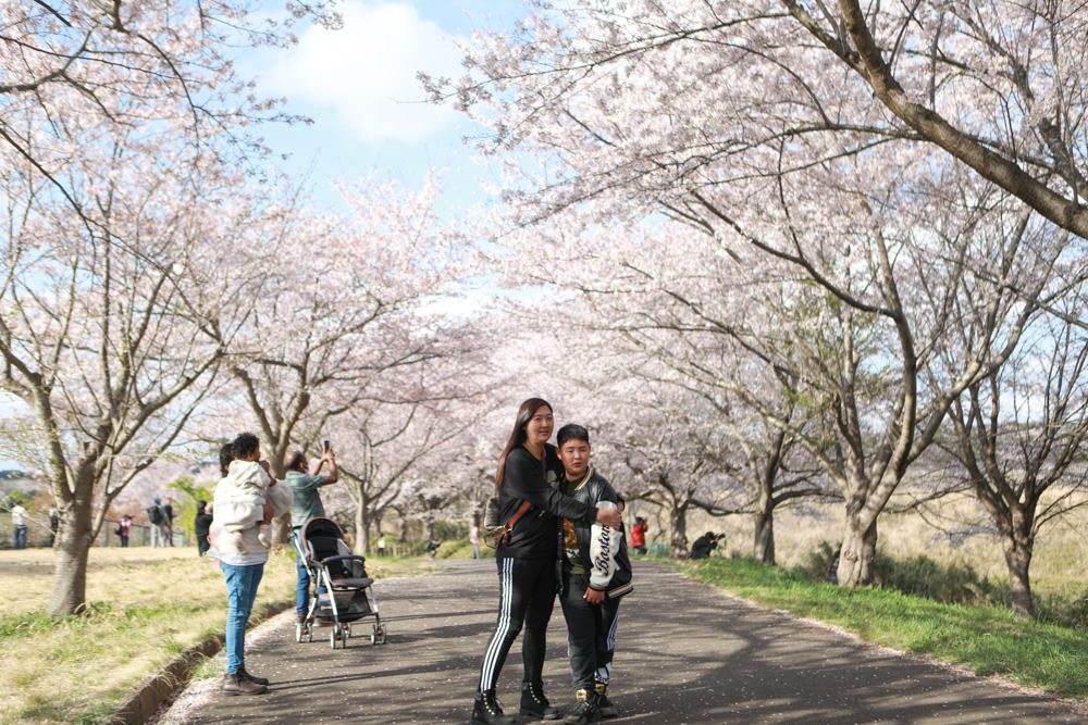 日本關東千葉景點｜成田櫻山公園。成田機場旁欣賞絕美綻放櫻花，搭配飛機起降！千葉賞櫻景點