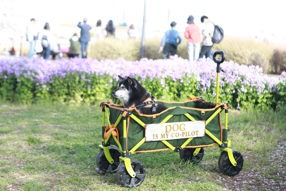 日本關東千葉景點｜成田櫻山公園。成田機場旁欣賞絕美綻放櫻花，搭配飛機起降！千葉賞櫻景點