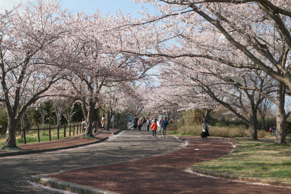 日本關東千葉景點｜成田櫻山公園。成田機場旁欣賞絕美綻放櫻花，搭配飛機起降！千葉賞櫻景點