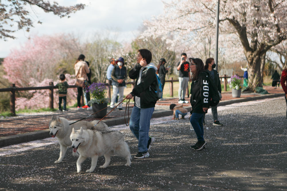 日本關東千葉景點｜成田櫻山公園。成田機場旁欣賞絕美綻放櫻花，搭配飛機起降！千葉賞櫻景點