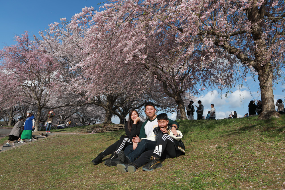 日本關東千葉景點｜成田櫻山公園。成田機場旁欣賞絕美綻放櫻花，搭配飛機起降！千葉賞櫻景點