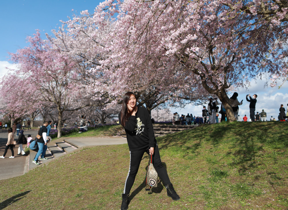 日本關東千葉景點｜成田櫻山公園。成田機場旁欣賞絕美綻放櫻花，搭配飛機起降！千葉賞櫻景點