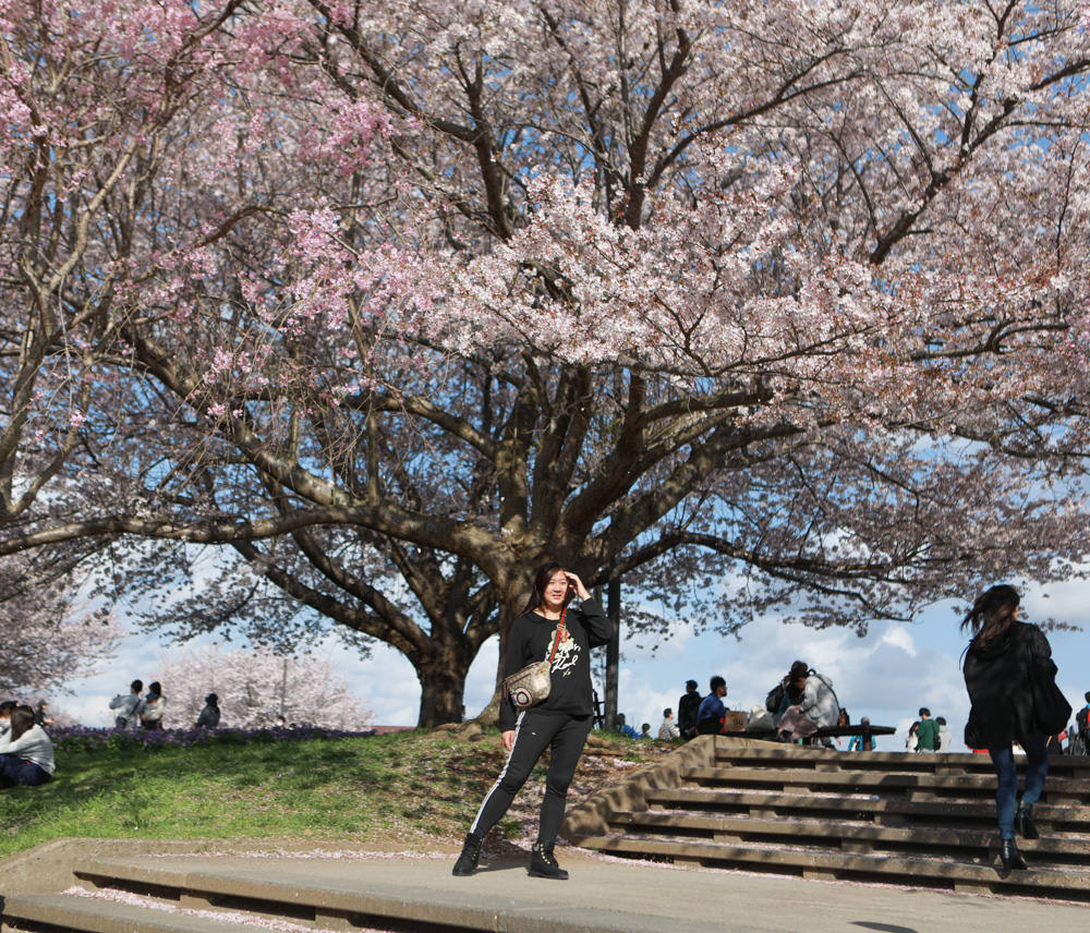 日本關東千葉景點｜成田櫻山公園。成田機場旁欣賞絕美綻放櫻花，搭配飛機起降！千葉賞櫻景點