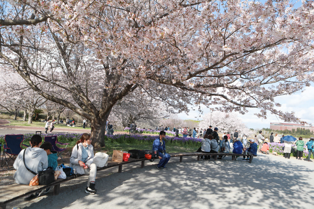 日本關東千葉景點｜成田櫻山公園。成田機場旁欣賞絕美綻放櫻花，搭配飛機起降！千葉賞櫻景點