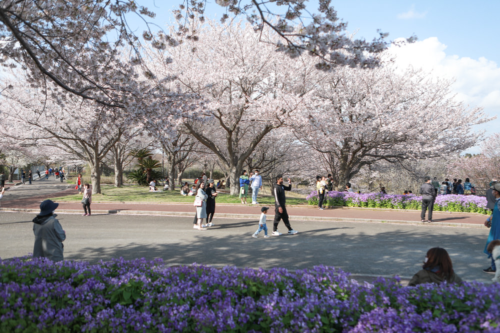 日本關東千葉景點｜成田櫻山公園。成田機場旁欣賞絕美綻放櫻花，搭配飛機起降！千葉賞櫻景點