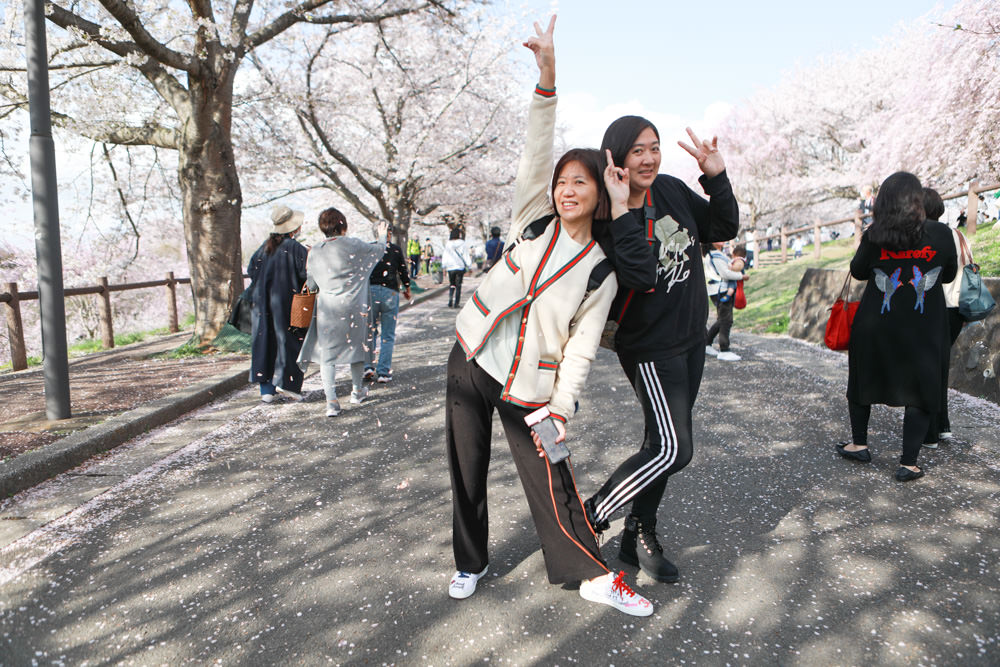 日本關東千葉景點｜成田櫻山公園。成田機場旁欣賞絕美綻放櫻花，搭配飛機起降！千葉賞櫻景點