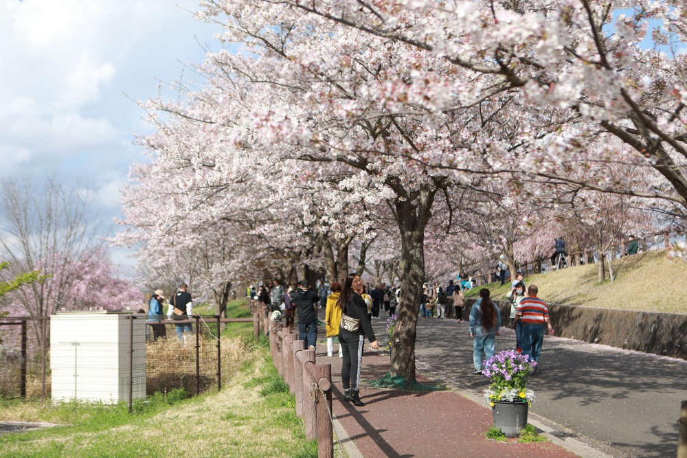 日本關東千葉景點｜成田櫻山公園。成田機場旁欣賞絕美綻放櫻花，搭配飛機起降！千葉賞櫻景點