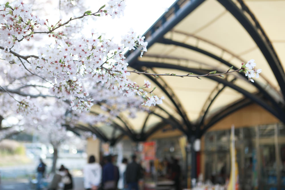 日本關東千葉景點｜成田櫻山公園。成田機場旁欣賞絕美綻放櫻花，搭配飛機起降！千葉賞櫻景點