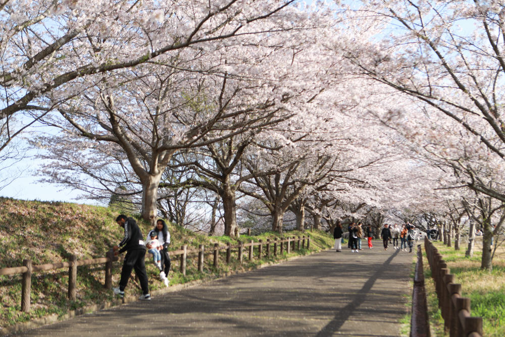 日本關東千葉景點｜成田櫻山公園。成田機場旁欣賞絕美綻放櫻花，搭配飛機起降！千葉賞櫻景點