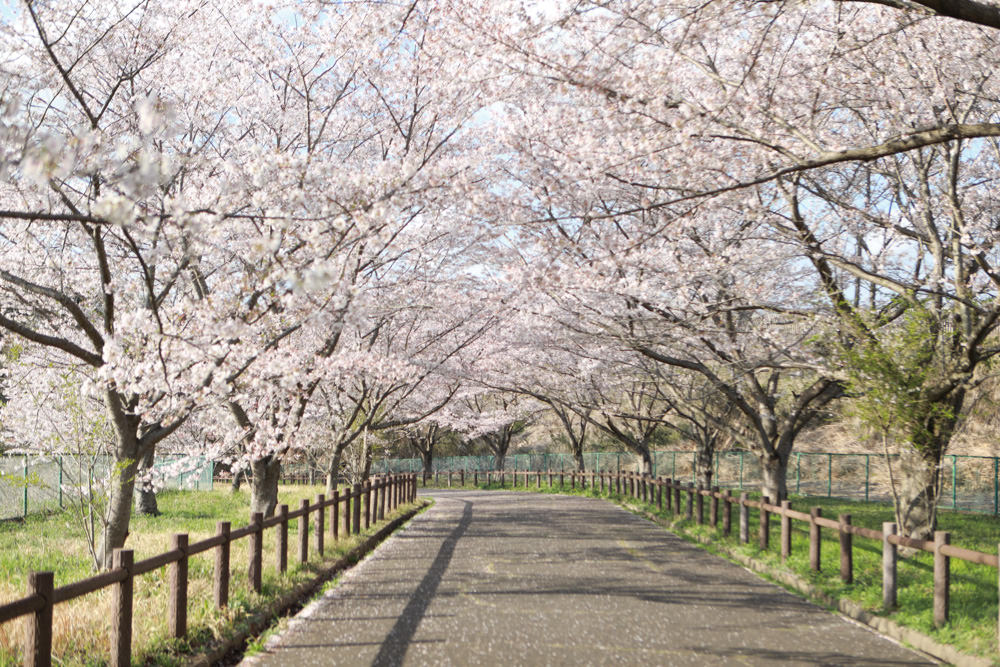 日本關東千葉景點｜成田櫻山公園。成田機場旁欣賞絕美綻放櫻花，搭配飛機起降！千葉賞櫻景點