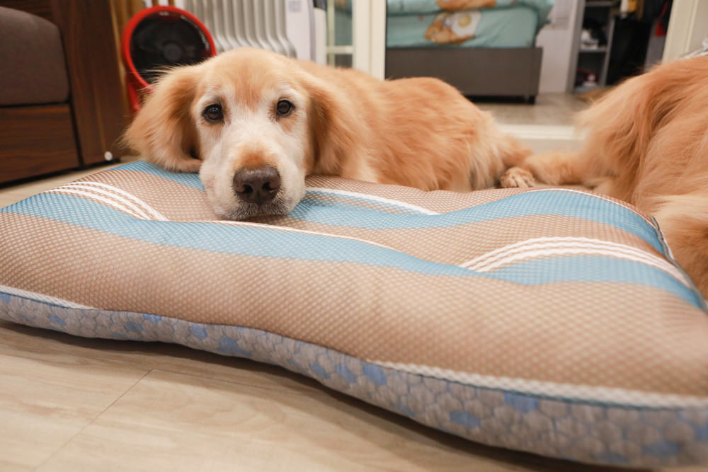 符合人體工學、睡得舒適一夜好眠,享受高品質舒適睡眠——LooCa超導石墨烯枕二代乳膠枕芯★momo獨家贈石墨烯枕套 - 第14張圖 符合人體工學、睡得舒適一夜好眠,享受高品質舒適睡眠——LooCa超導石墨烯枕二代乳膠枕芯★momo獨家贈石墨烯枕套