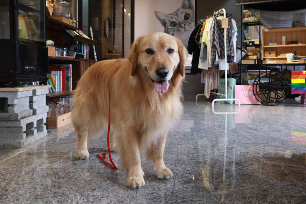 桃園美食|Reboot Cafe輕食早午餐、咖啡專賣店、不限時寵物友善咖啡、桃園質感咖啡廳 - 第4張圖 桃園美食|Reboot Cafe輕食早午餐、咖啡專賣店、不限時寵物友善咖啡、桃園質感咖啡廳