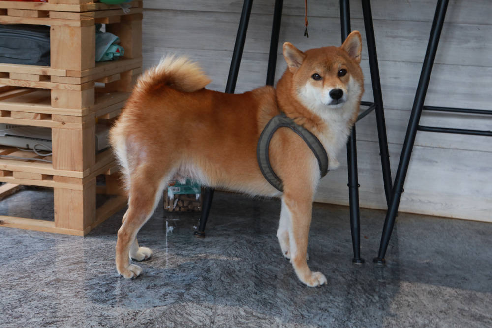 桃園美食|Reboot Cafe輕食早午餐、咖啡專賣店、不限時寵物友善咖啡、桃園質感咖啡廳 - 第12張圖 桃園美食|Reboot Cafe輕食早午餐、咖啡專賣店、不限時寵物友善咖啡、桃園質感咖啡廳