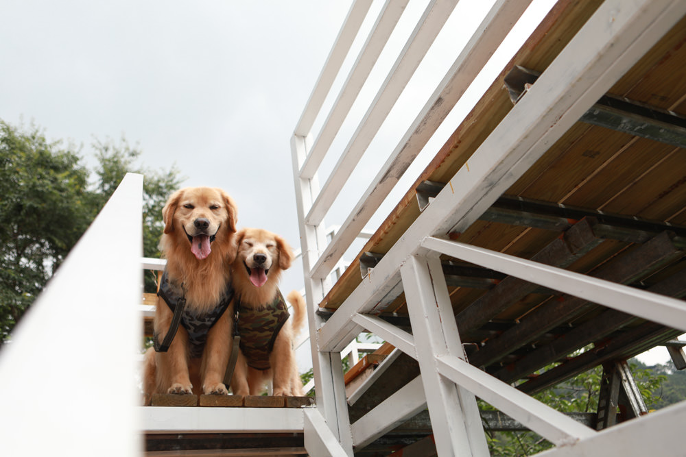 桃園復興景觀餐廳｜森鄰水岸景觀咖啡館。寵物友善餐廳、180度飽覽角板山、新溪口吊橋山嵐美景