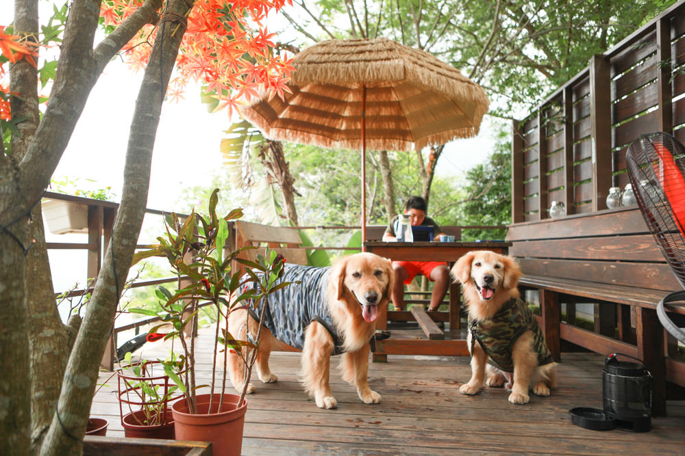 桃園復興景觀餐廳｜森鄰水岸景觀咖啡館。寵物友善餐廳、180度飽覽角板山、新溪口吊橋山嵐美景