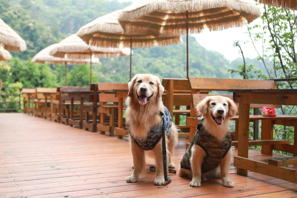 桃園復興景觀餐廳｜森鄰水岸景觀咖啡館。寵物友善餐廳、180度飽覽角板山、新溪口吊橋山嵐美景