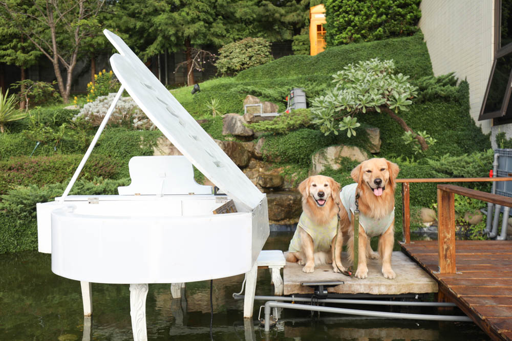 桃園復興鄉美食|山水奇異民宿景觀餐廳。超可愛的哈比村、英式電話亭、寵物友善餐廳 - 第4張圖 桃園復興鄉美食|山水奇異民宿景觀餐廳。超可愛的哈比村、英式電話亭、寵物友善餐廳