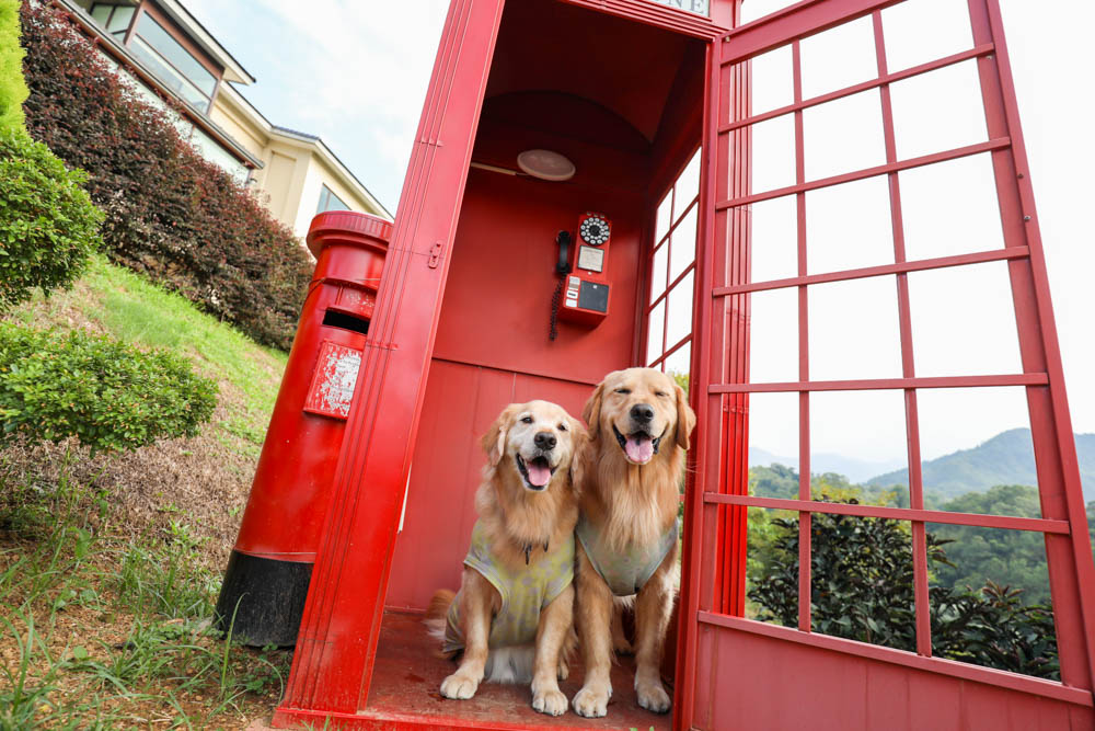 桃園復興鄉美食|山水奇異民宿景觀餐廳。超可愛的哈比村、英式電話亭、寵物友善餐廳 - 第15張圖 桃園復興鄉美食|山水奇異民宿景觀餐廳。超可愛的哈比村、英式電話亭、寵物友善餐廳
