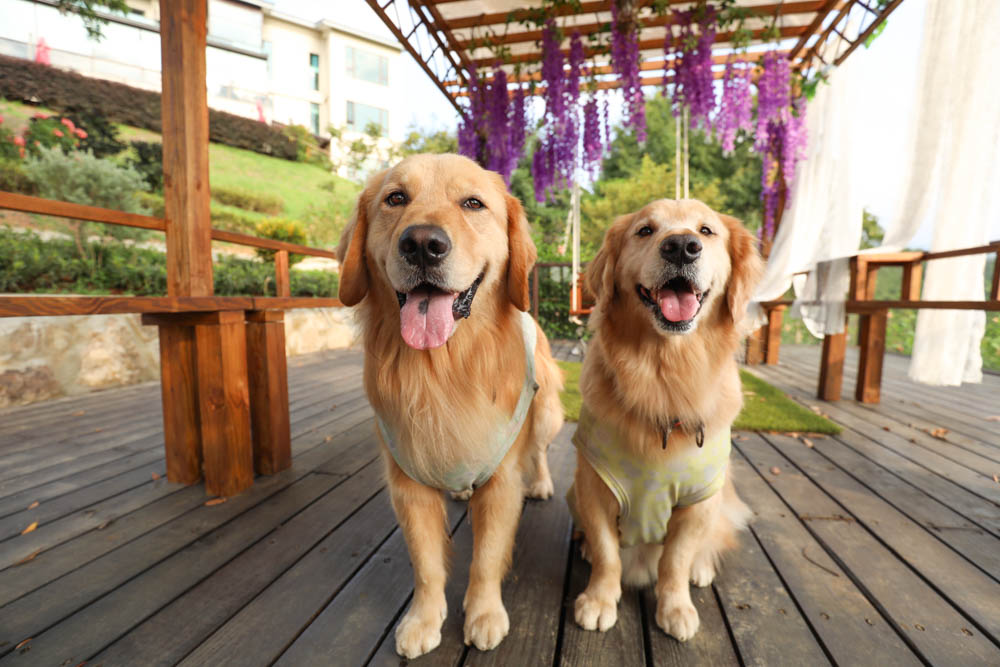 桃園復興鄉美食|山水奇異民宿景觀餐廳。超可愛的哈比村、英式電話亭、寵物友善餐廳 - 第18張圖 桃園復興鄉美食|山水奇異民宿景觀餐廳。超可愛的哈比村、英式電話亭、寵物友善餐廳