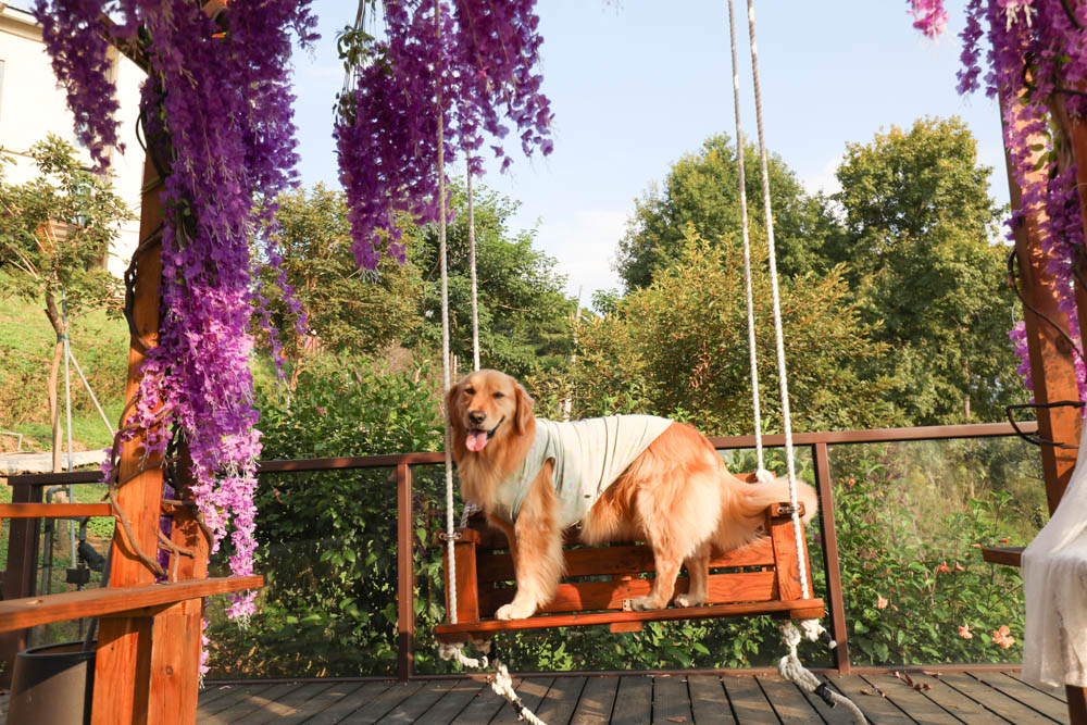 桃園復興鄉美食|山水奇異民宿景觀餐廳。超可愛的哈比村、英式電話亭、寵物友善餐廳 - 第19張圖 桃園復興鄉美食|山水奇異民宿景觀餐廳。超可愛的哈比村、英式電話亭、寵物友善餐廳