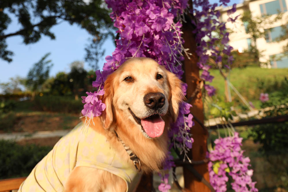 桃園復興鄉美食|山水奇異民宿景觀餐廳。超可愛的哈比村、英式電話亭、寵物友善餐廳 - 第20張圖 桃園復興鄉美食|山水奇異民宿景觀餐廳。超可愛的哈比村、英式電話亭、寵物友善餐廳
