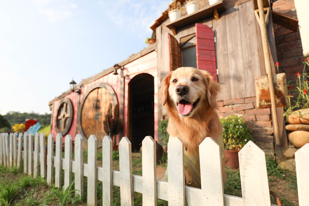 桃園復興鄉美食|山水奇異民宿景觀餐廳。超可愛的哈比村、英式電話亭、寵物友善餐廳 - 第22張圖 桃園復興鄉美食|山水奇異民宿景觀餐廳。超可愛的哈比村、英式電話亭、寵物友善餐廳