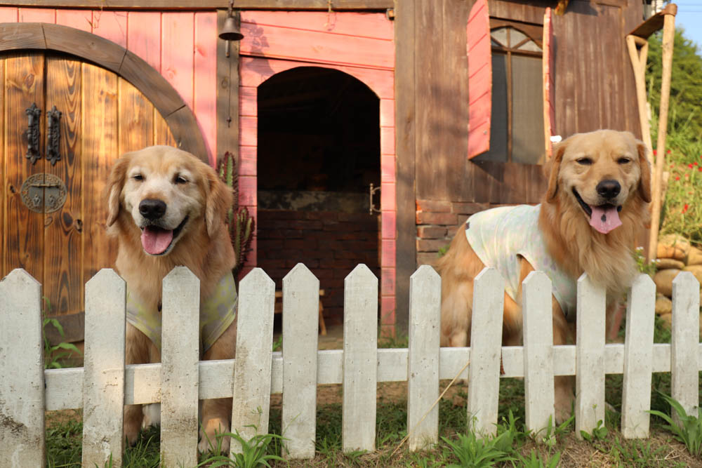 桃園復興鄉美食|山水奇異民宿景觀餐廳。超可愛的哈比村、英式電話亭、寵物友善餐廳 - 第25張圖 桃園復興鄉美食|山水奇異民宿景觀餐廳。超可愛的哈比村、英式電話亭、寵物友善餐廳