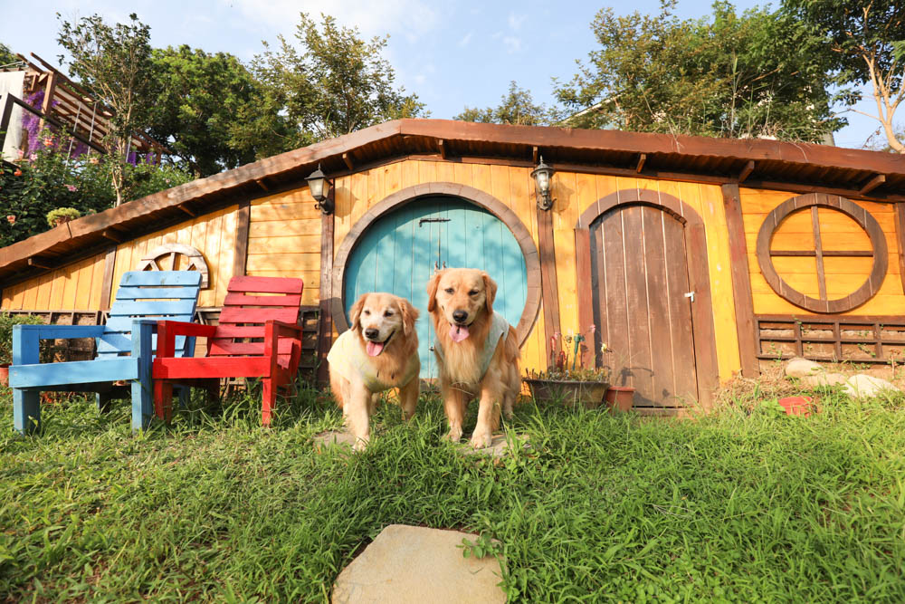 桃園復興鄉美食|山水奇異民宿景觀餐廳。超可愛的哈比村、英式電話亭、寵物友善餐廳 - 第28張圖 桃園復興鄉美食|山水奇異民宿景觀餐廳。超可愛的哈比村、英式電話亭、寵物友善餐廳