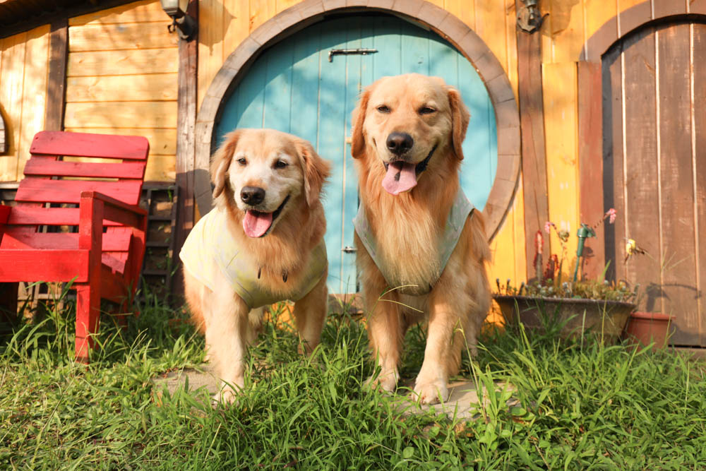 桃園復興鄉美食|山水奇異民宿景觀餐廳。超可愛的哈比村、英式電話亭、寵物友善餐廳 - 第29張圖 桃園復興鄉美食|山水奇異民宿景觀餐廳。超可愛的哈比村、英式電話亭、寵物友善餐廳