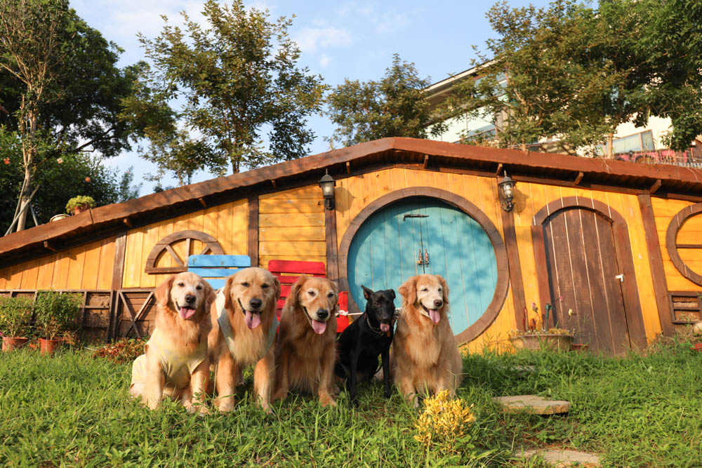 桃園復興鄉美食|山水奇異民宿景觀餐廳。超可愛的哈比村、英式電話亭、寵物友善餐廳 - 第31張圖 桃園復興鄉美食|山水奇異民宿景觀餐廳。超可愛的哈比村、英式電話亭、寵物友善餐廳