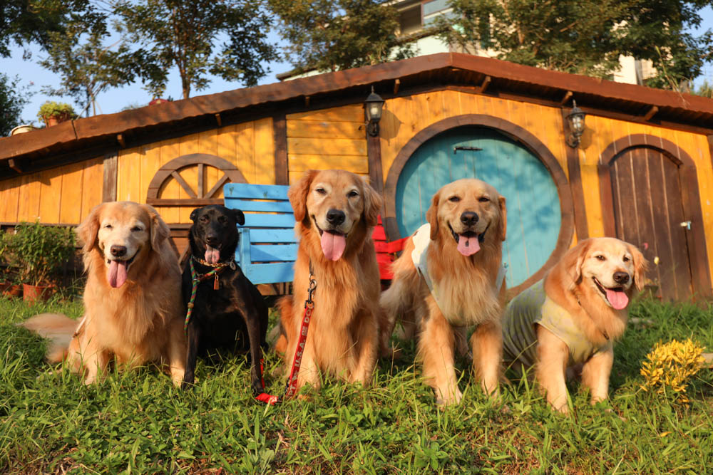 桃園復興鄉美食|山水奇異民宿景觀餐廳。超可愛的哈比村、英式電話亭、寵物友善餐廳 - 第1張圖 桃園復興鄉美食|山水奇異民宿景觀餐廳。超可愛的哈比村、英式電話亭、寵物友善餐廳