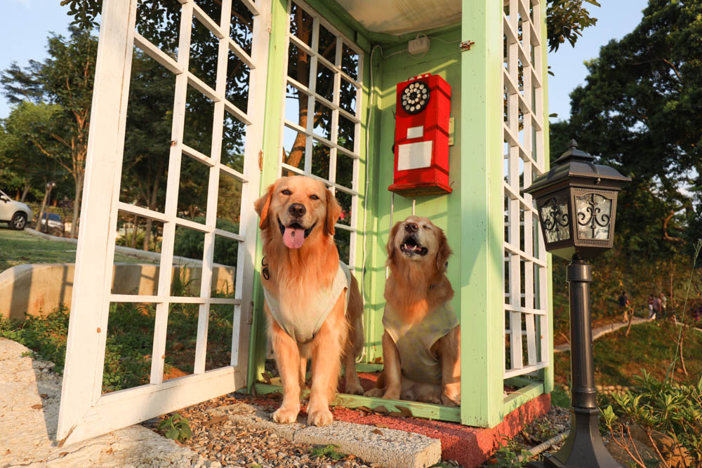 桃園復興鄉美食|山水奇異民宿景觀餐廳。超可愛的哈比村、英式電話亭、寵物友善餐廳 - 第35張圖 桃園復興鄉美食|山水奇異民宿景觀餐廳。超可愛的哈比村、英式電話亭、寵物友善餐廳