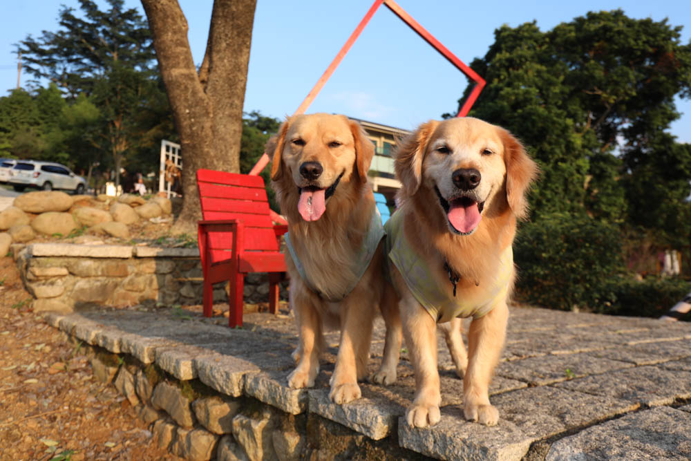 桃園復興鄉美食|山水奇異民宿景觀餐廳。超可愛的哈比村、英式電話亭、寵物友善餐廳 - 第37張圖 桃園復興鄉美食|山水奇異民宿景觀餐廳。超可愛的哈比村、英式電話亭、寵物友善餐廳