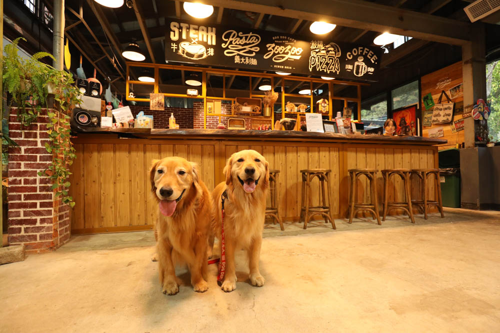 桃園復興鄉美食｜ZOO ZOO CAFE。北橫公路上美式加州復古咖啡廳、窯烤披薩、寵物友善餐廳