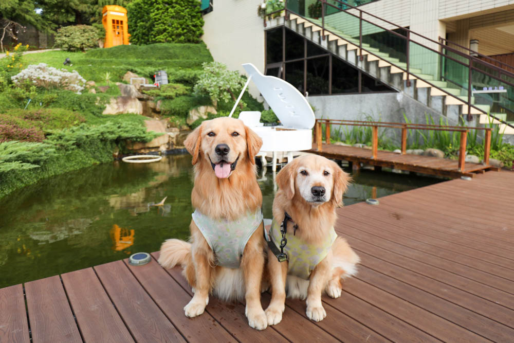 桃園復興鄉美食|山水奇異民宿景觀餐廳。超可愛的哈比村、英式電話亭、寵物友善餐廳 - 第5張圖 桃園復興鄉美食|山水奇異民宿景觀餐廳。超可愛的哈比村、英式電話亭、寵物友善餐廳