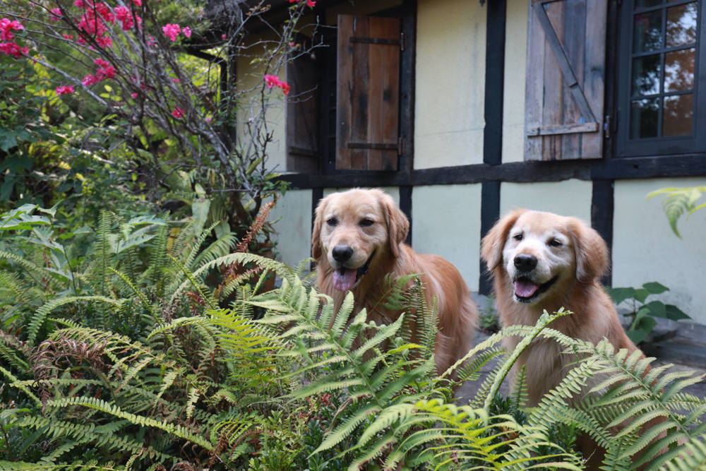花蓮梯田山民宿|花蓮寵物友善民宿、敞徉在森林中的歐風童話民宿、獲選全球十大絕美房源 - 第4張圖 花蓮梯田山民宿|花蓮寵物友善民宿、敞徉在森林中的歐風童話民宿、獲選全球十大絕美房源