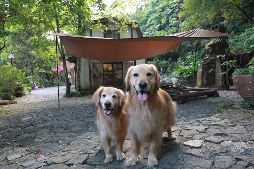 花蓮梯田山民宿|花蓮寵物友善民宿、敞徉在森林中的歐風童話民宿、獲選全球十大絕美房源 - 第6張圖 花蓮梯田山民宿|花蓮寵物友善民宿、敞徉在森林中的歐風童話民宿、獲選全球十大絕美房源