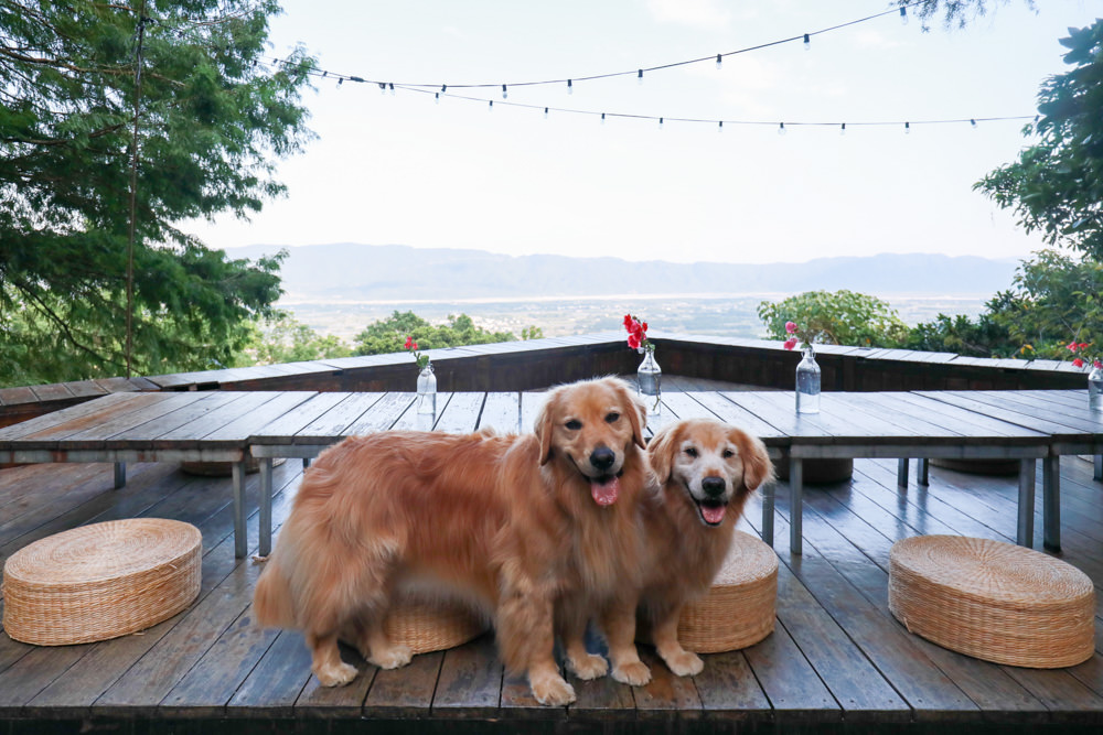花蓮梯田山民宿|花蓮寵物友善民宿、敞徉在森林中的歐風童話民宿、獲選全球十大絕美房源 - 第9張圖 花蓮梯田山民宿|花蓮寵物友善民宿、敞徉在森林中的歐風童話民宿、獲選全球十大絕美房源